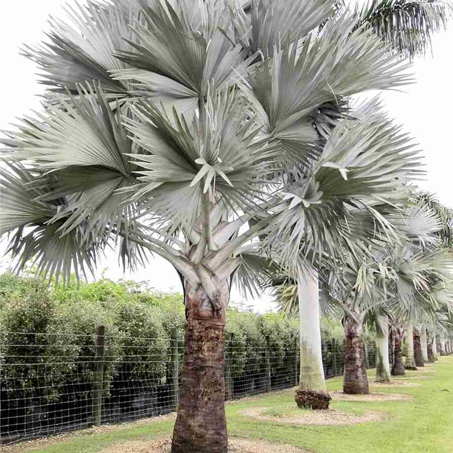 Bismark Palm Tree Seeds for Planting