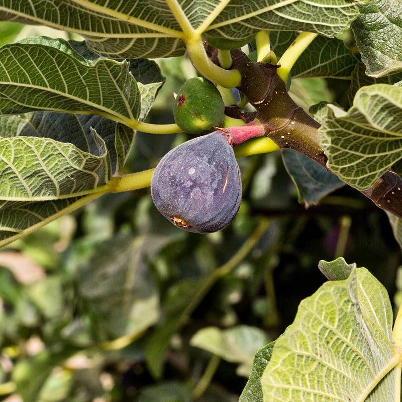 Madeira Fig Fruit Seeds for Planting | Grow Delicious Figs at Home