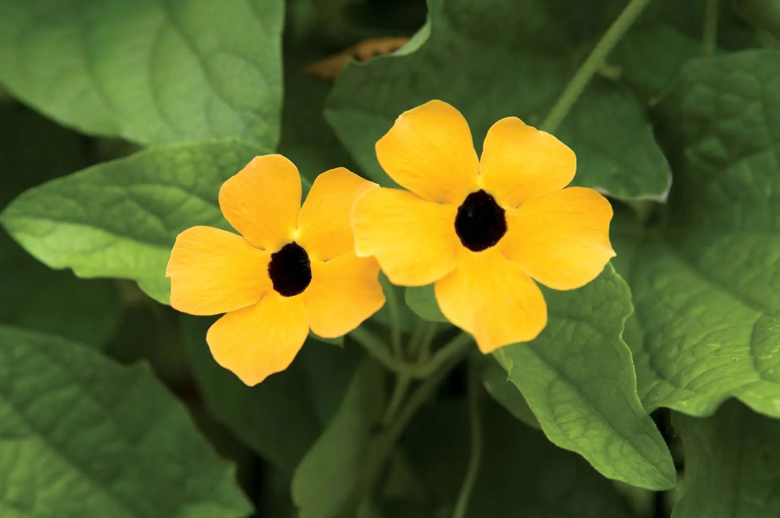 Susan Flower seeds for Planting - Drought Tolerant, Heirloom & GMO Free Seeds for Home Garden