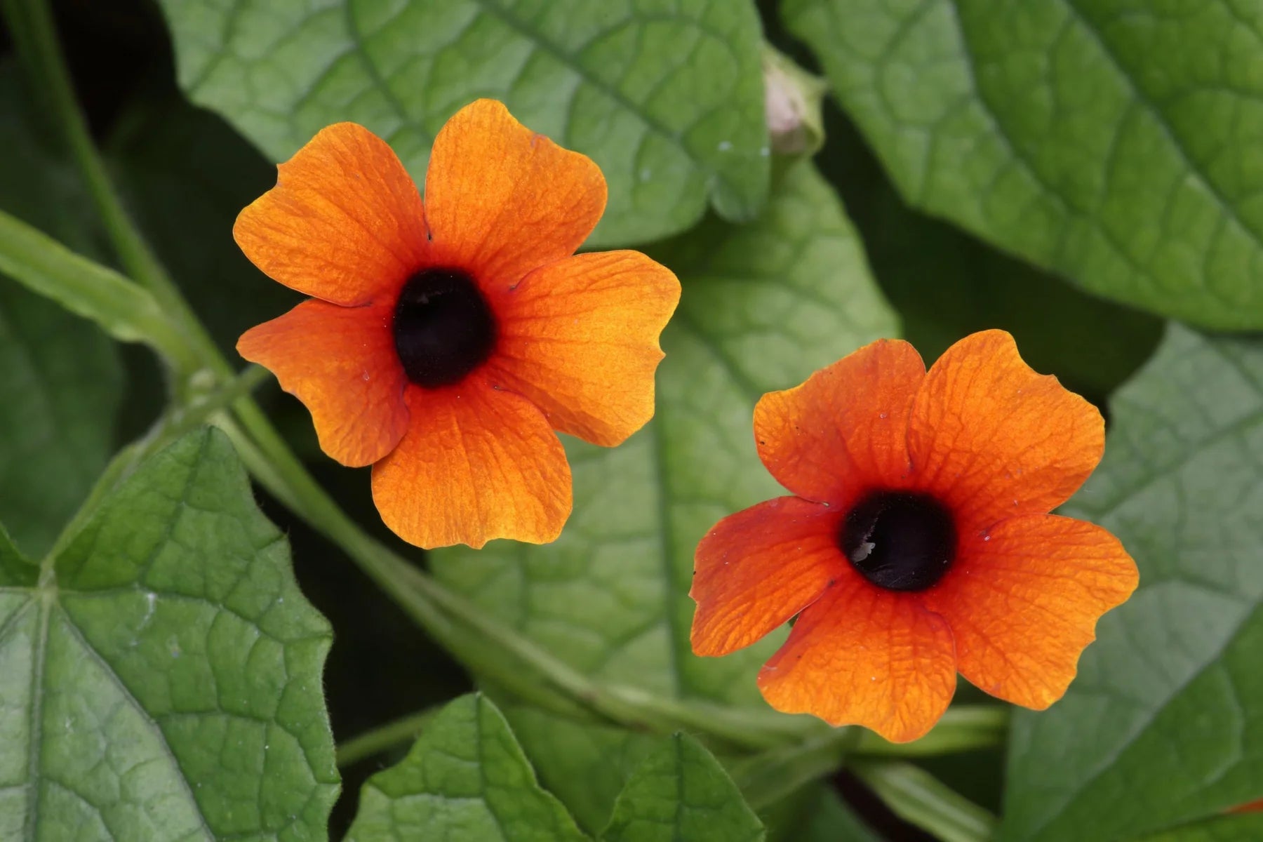 Mixed Thunbergia Flower seeds for Planting - Bright Blooms, Heirloom & GMO Free Seeds for Home Garden