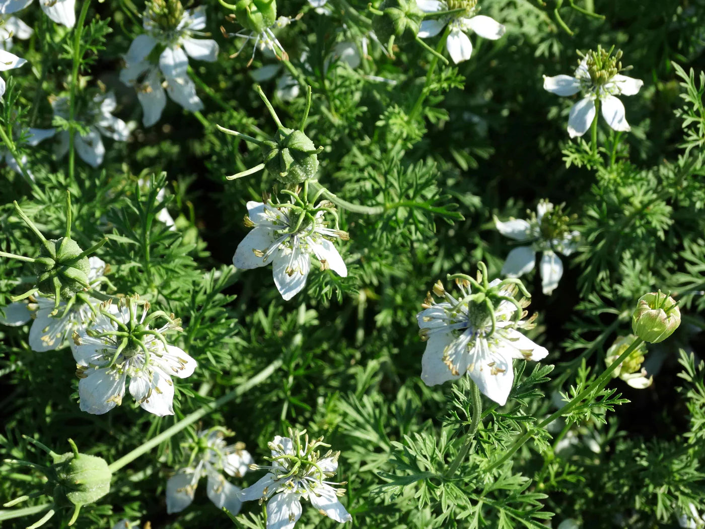 White Autumn Flower seeds for Planting - Premium Quality, Heirloom & GMO Free Seeds for Home Garden
