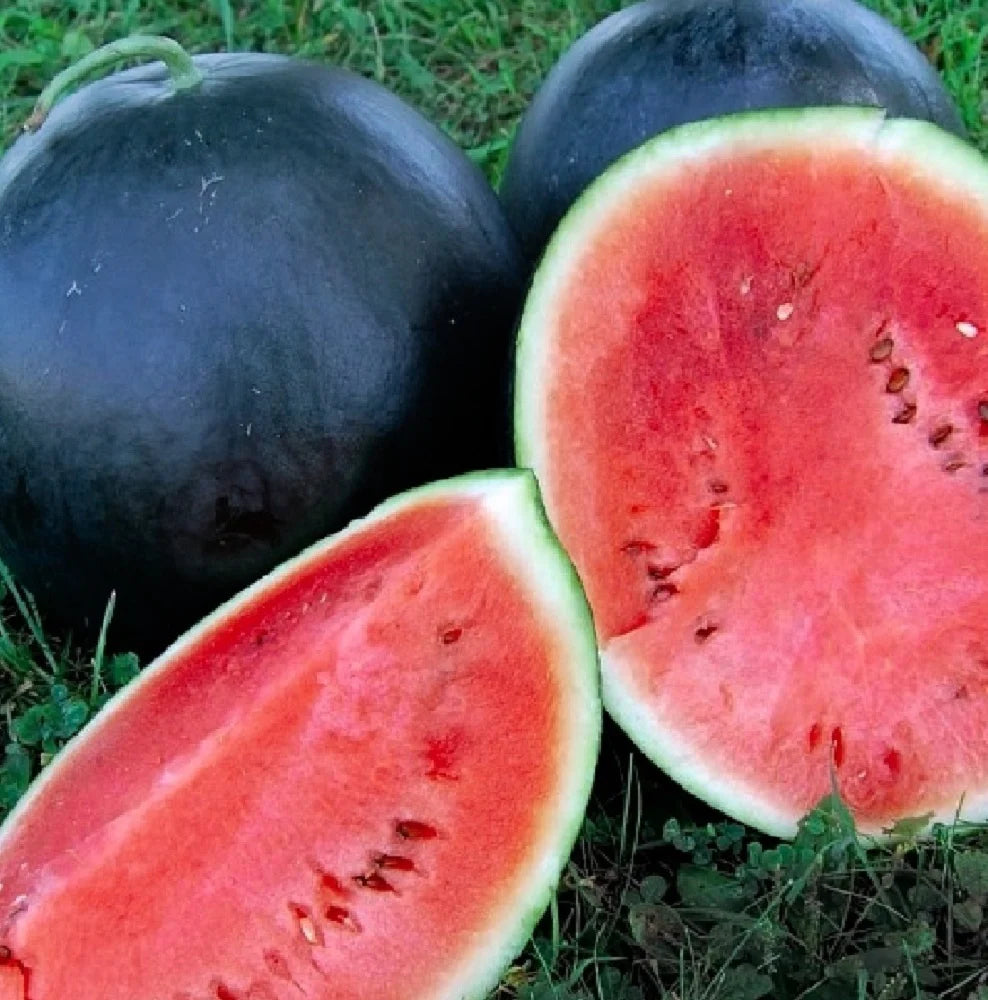 Florida Giant Watermelon (Cannon Ball, Black Diamond) Citrullus Fruit Seeds Fruit Seeds for Home Gardens, Raised Beds & Outdoor Growing