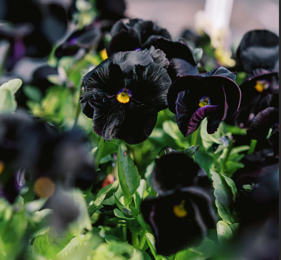 Black Mix Pansy Flower Seeds for Planting Fragrant Blossoms Heirloom & GMO Free Seeds for Home Garden
 
 Sale