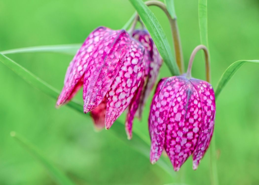 Pink Fritillaria Flower seeds for Planting - Shade Tolerant, Heirloom & GMO Free Seeds for Home Garden