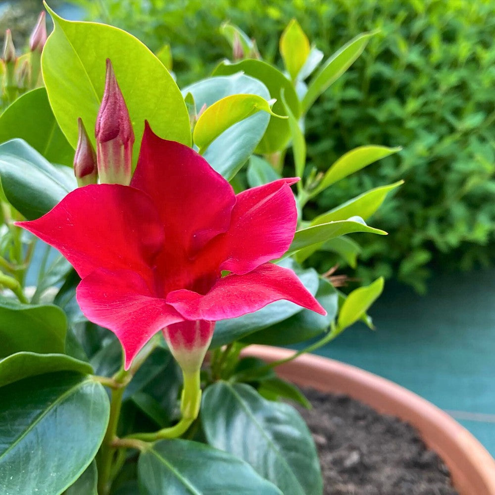 Dipladenia Flower seeds for Planting Colorful Display Heirloom & GMO Free Seeds for Home Garden