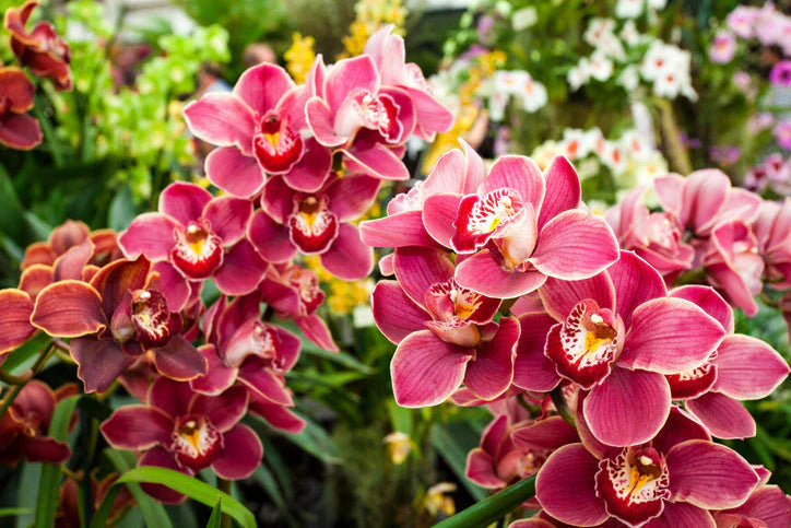 Cymbidium Flower seeds for Planting Hardy Variety Heirloom & GMO Free Seeds for Home Garden