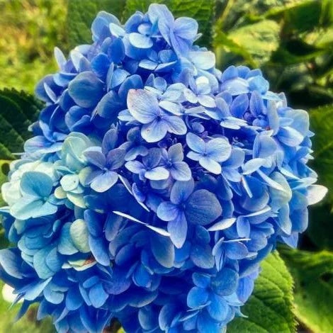 Deep Blue Hydrangea Flower seeds for Planting - Bright Blooms, Heirloom & GMO Free Seeds for Home Garden