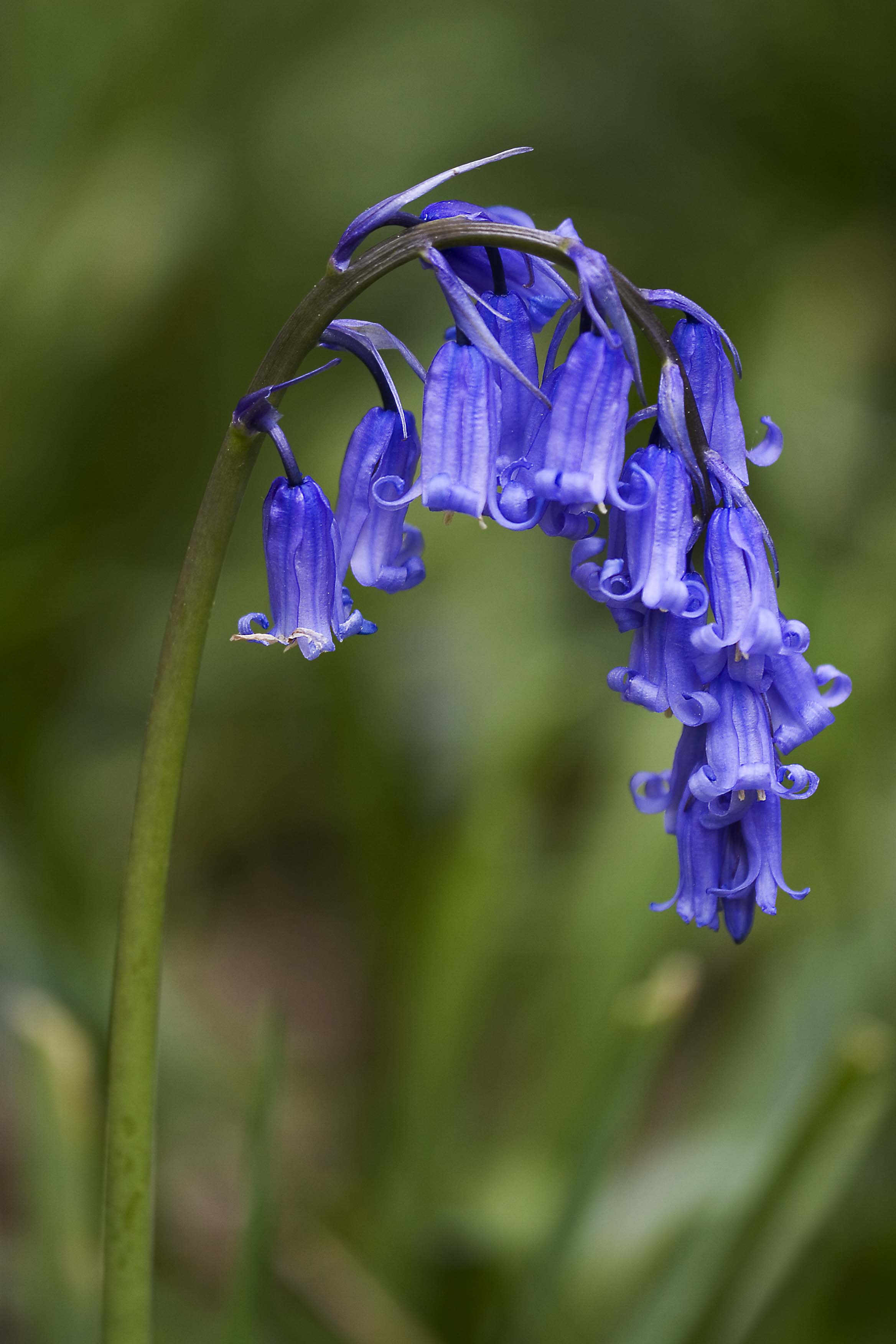 Blue Bell flower seeds for planting