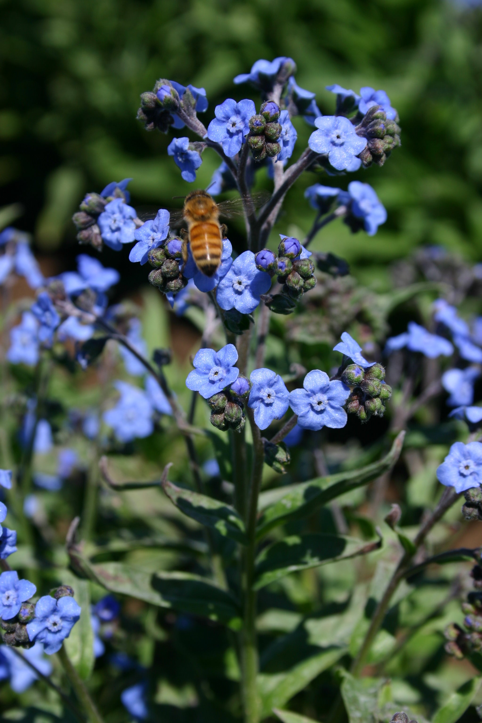 High germination Blue Cynoglossum Amabile seeds
