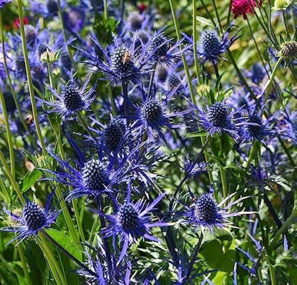 Non GMO Blue Eryngium Planum flower seeds