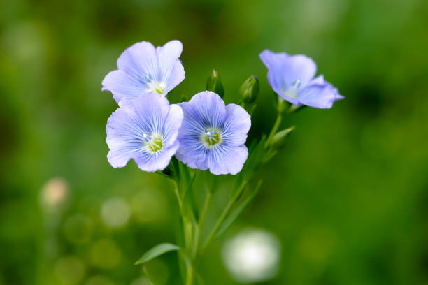 Ornamental Blue Flax flowering plant