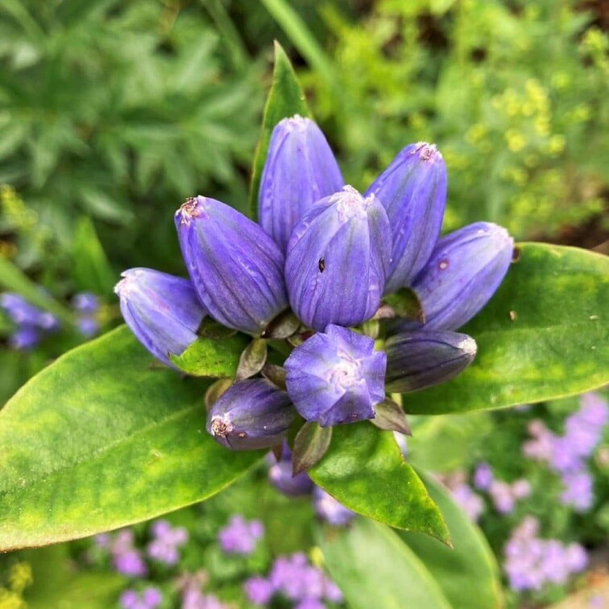 Blue Gentiana Sceptrum Seeds – Rare Alpine Garden Blooms