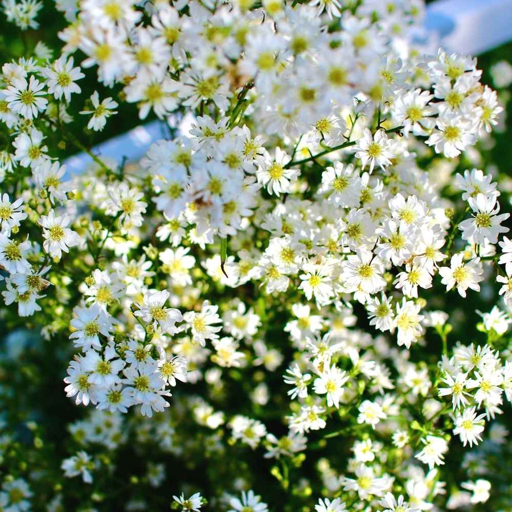 Potted Blue Gypsophila plant
