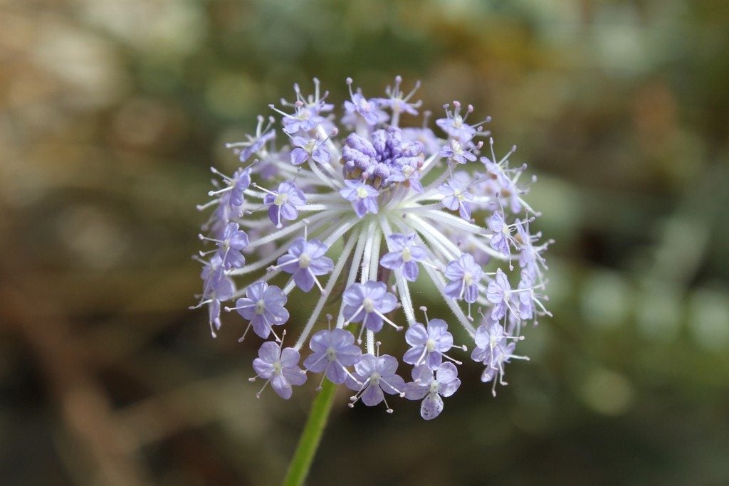 Blue Lace Flower blooming in garden