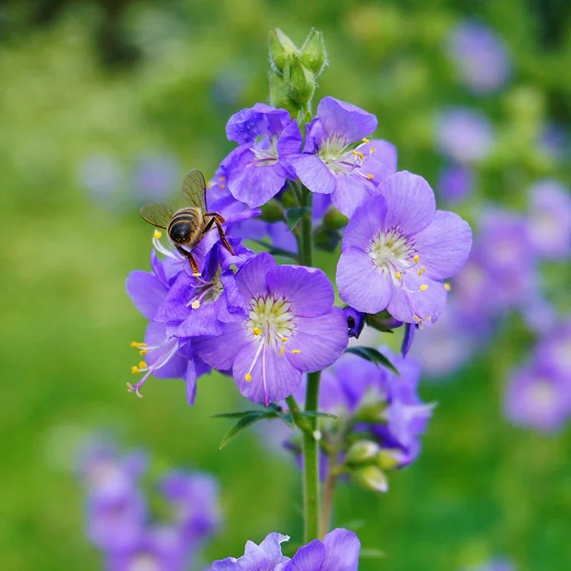 Non GMO Blue Polemonium seeds