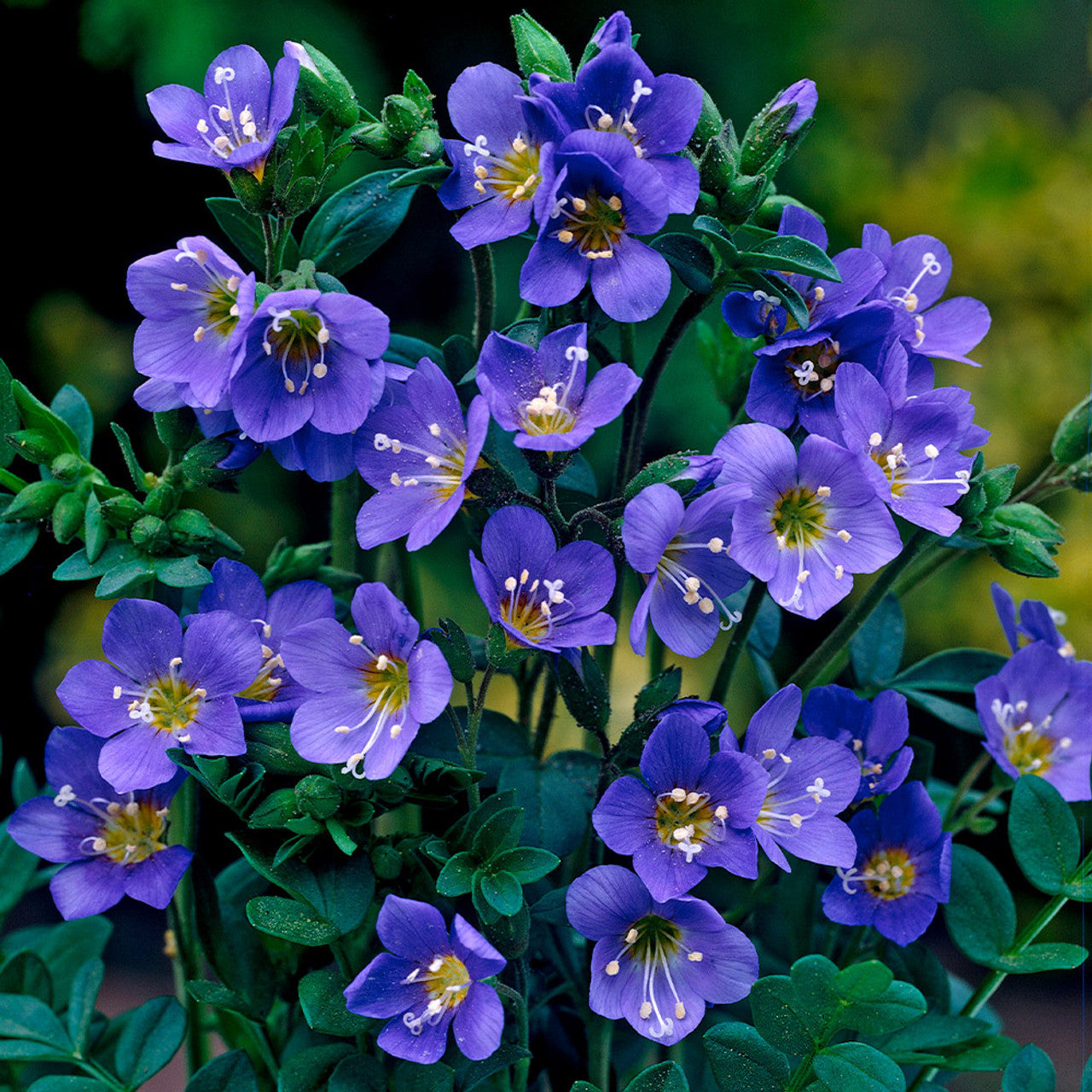Ornamental Blue Polemonium perennial plant