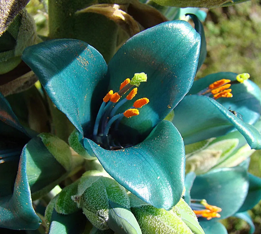 Non GMO Blue Puya Alpestris seeds