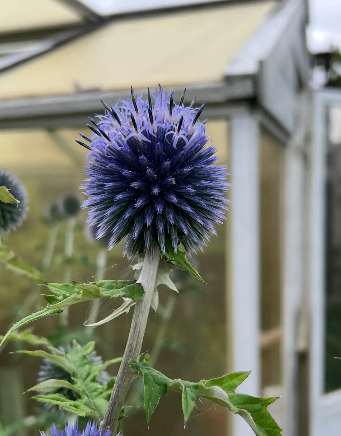 Non GMO Blue Ritro flower seeds