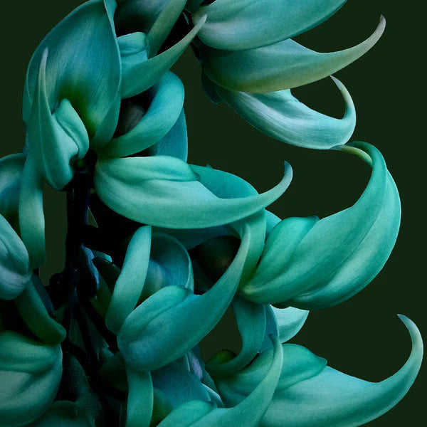 Endangered Jade Flower seeds for Planting - Seasonal Bloomer, Heirloom & GMO Free Seeds for Home Garden