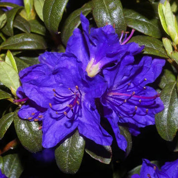 Rhododendron Violet Flowering Seeds For Planting Flower