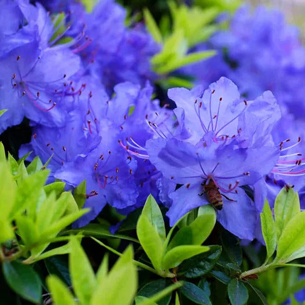 Purple Azaleas Flower seeds for Planting - Bright Blooms, Heirloom & GMO Free Seeds for Home Garden