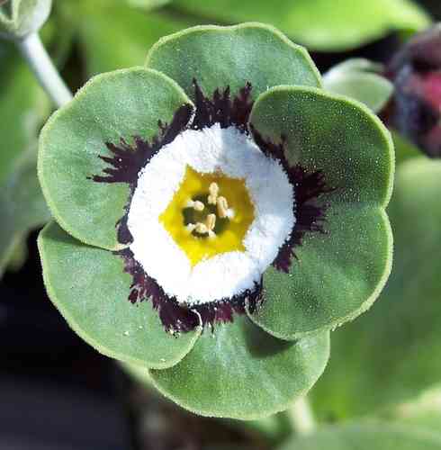 Green White Primrose Flower seeds for Planting - Perfect for Borders, Heirloom & GMO Free Seeds for Home Garden