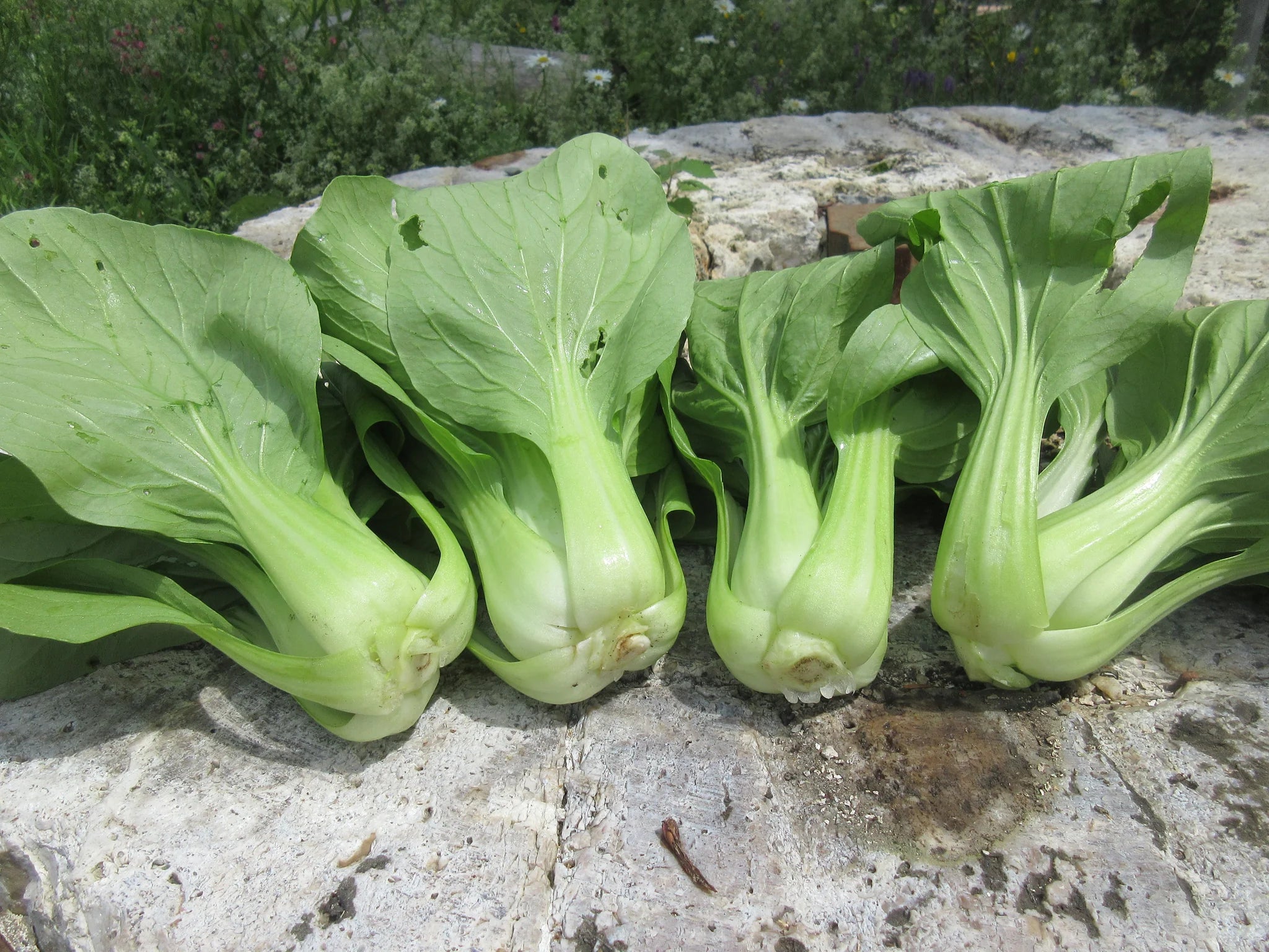 Green Shanghai Vegetable Seeds for Planting