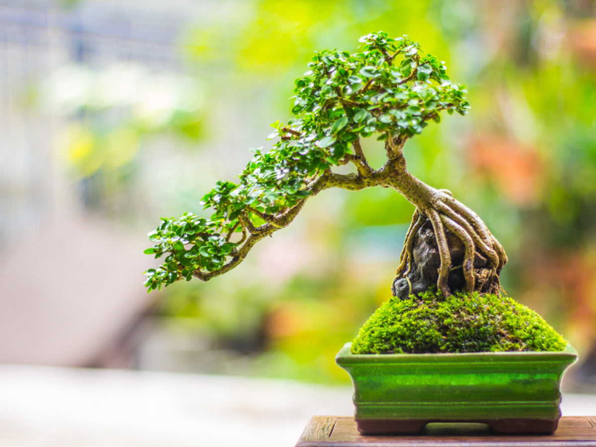 Bonsai Seeds for Home Garden: Complete Planting Guide