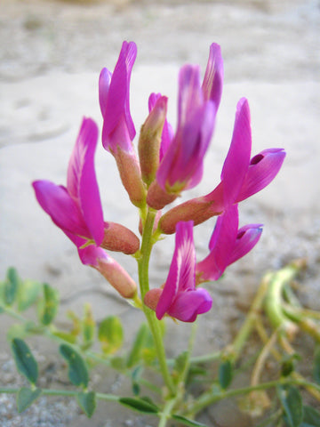 Astragalus Flower seeds for Planting - Fragrant Blossoms, Heirloom & GMO Free Seeds for Home Garden