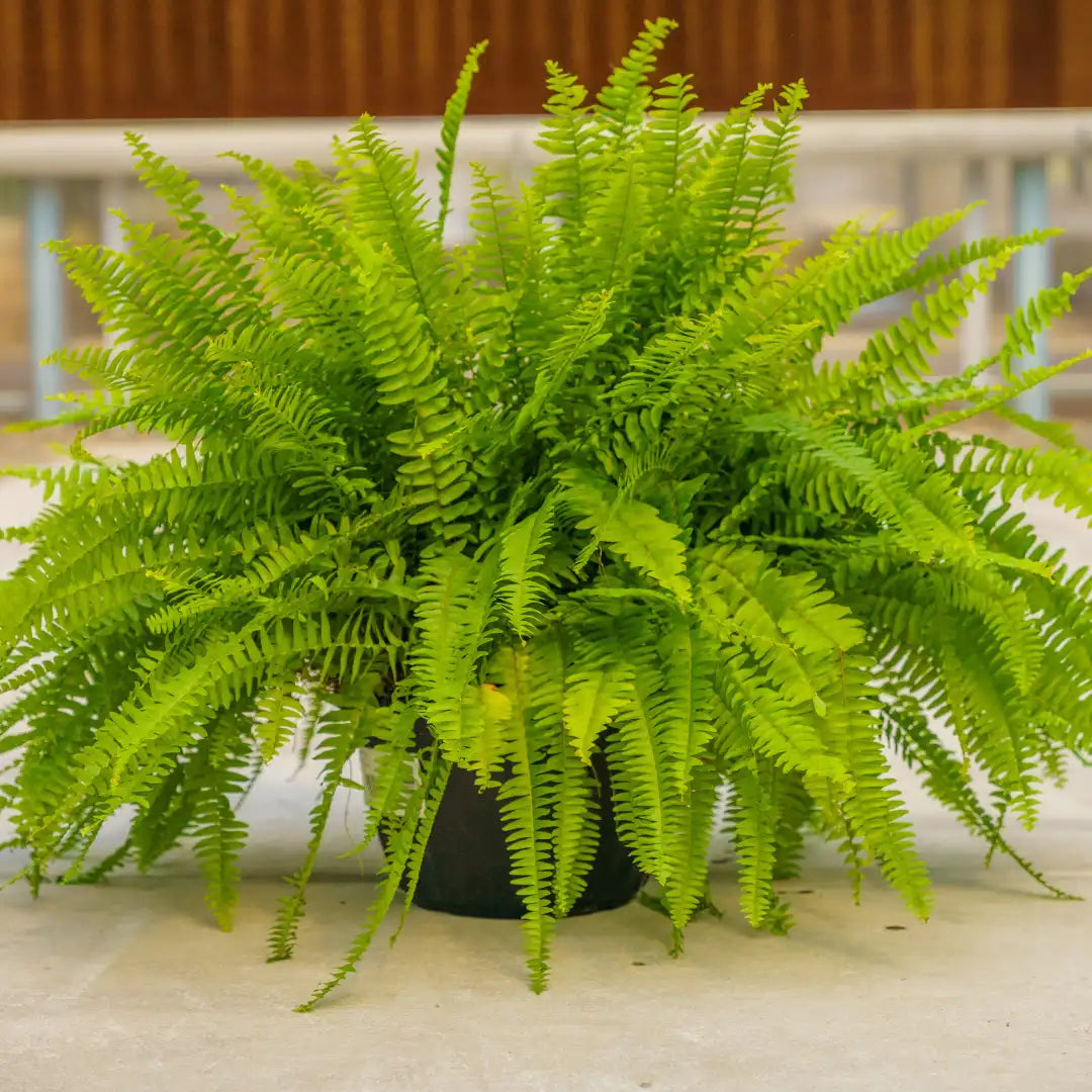 Green Fern for Planting heirloom & NonGMO Seeds Hardy Variety Heirloom & GMO Free Seeds for Home Garden
 
 Sale