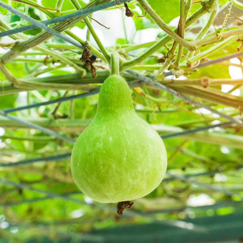 Brown Gourd Vegetable Seeds for Easy Planting