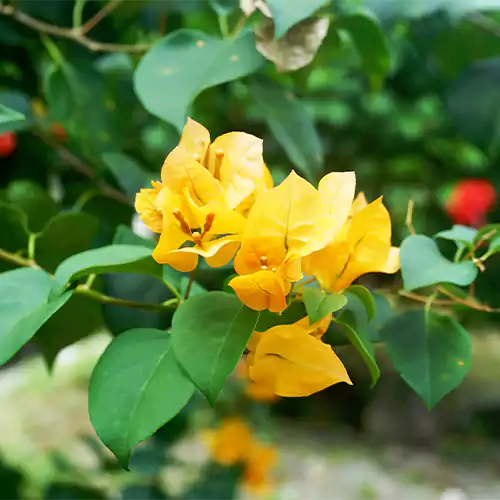 Yellow Bougainvillea Flower seeds for Planting - Pollinator Friendly, Heirloom & GMO Free Seeds for Home Garden