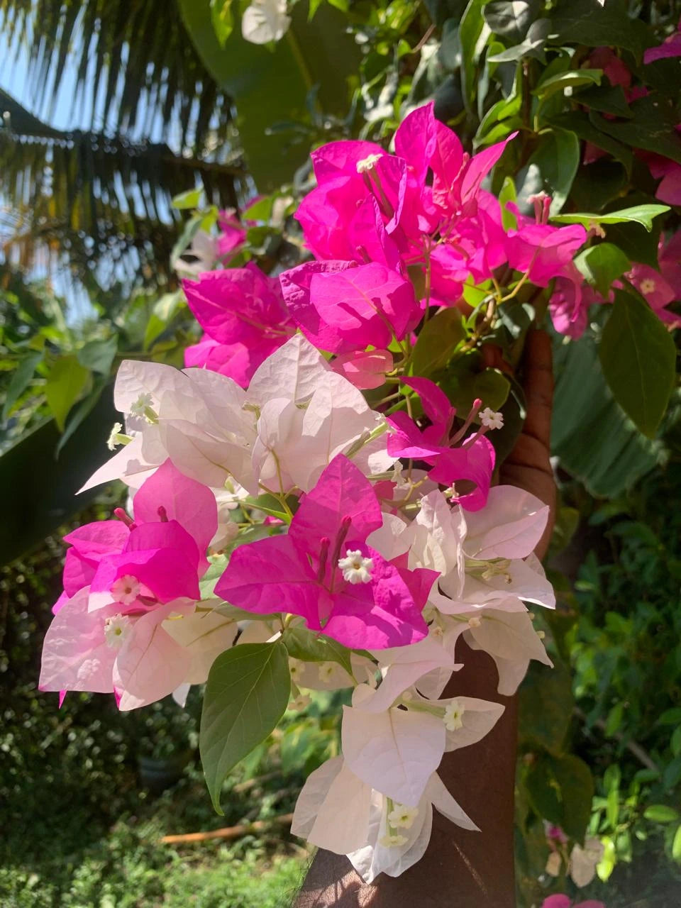 Pink White Bougainvillea Flower Seeds for Planting Premium Quality Heirloom & GMO Free Seeds for Home Garden
 
 Sale