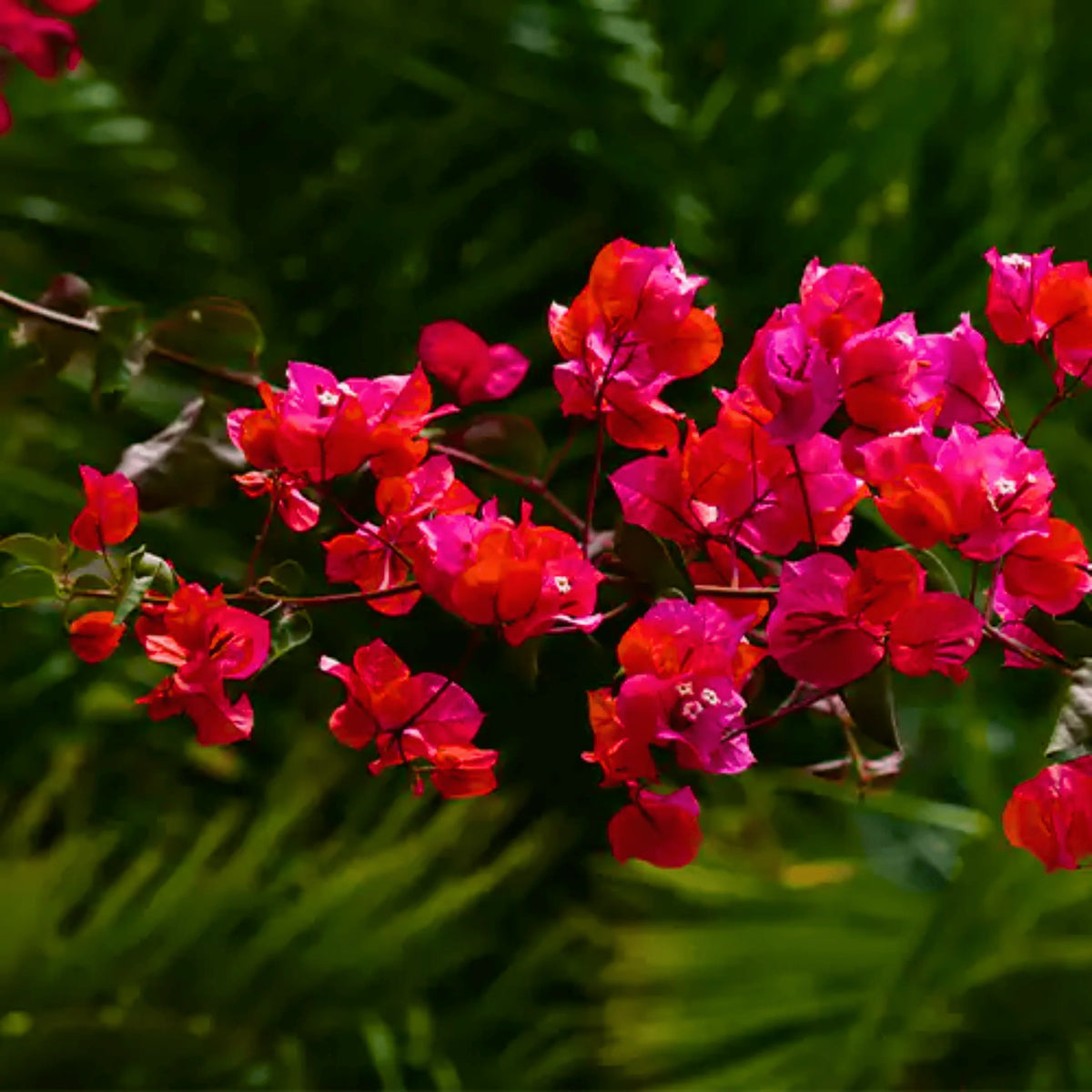 Buganvilla Flower seeds for Planting - Easy to Grow, Heirloom & GMO Free Seeds for Home Garden
 
 Sale seeds for home garden