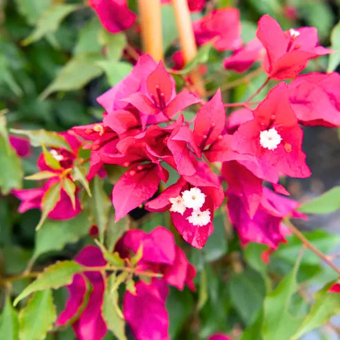 Pink Bougainvillea Flower seeds for Planting - Sun Loving, Heirloom & GMO Free Seeds for Home Garden