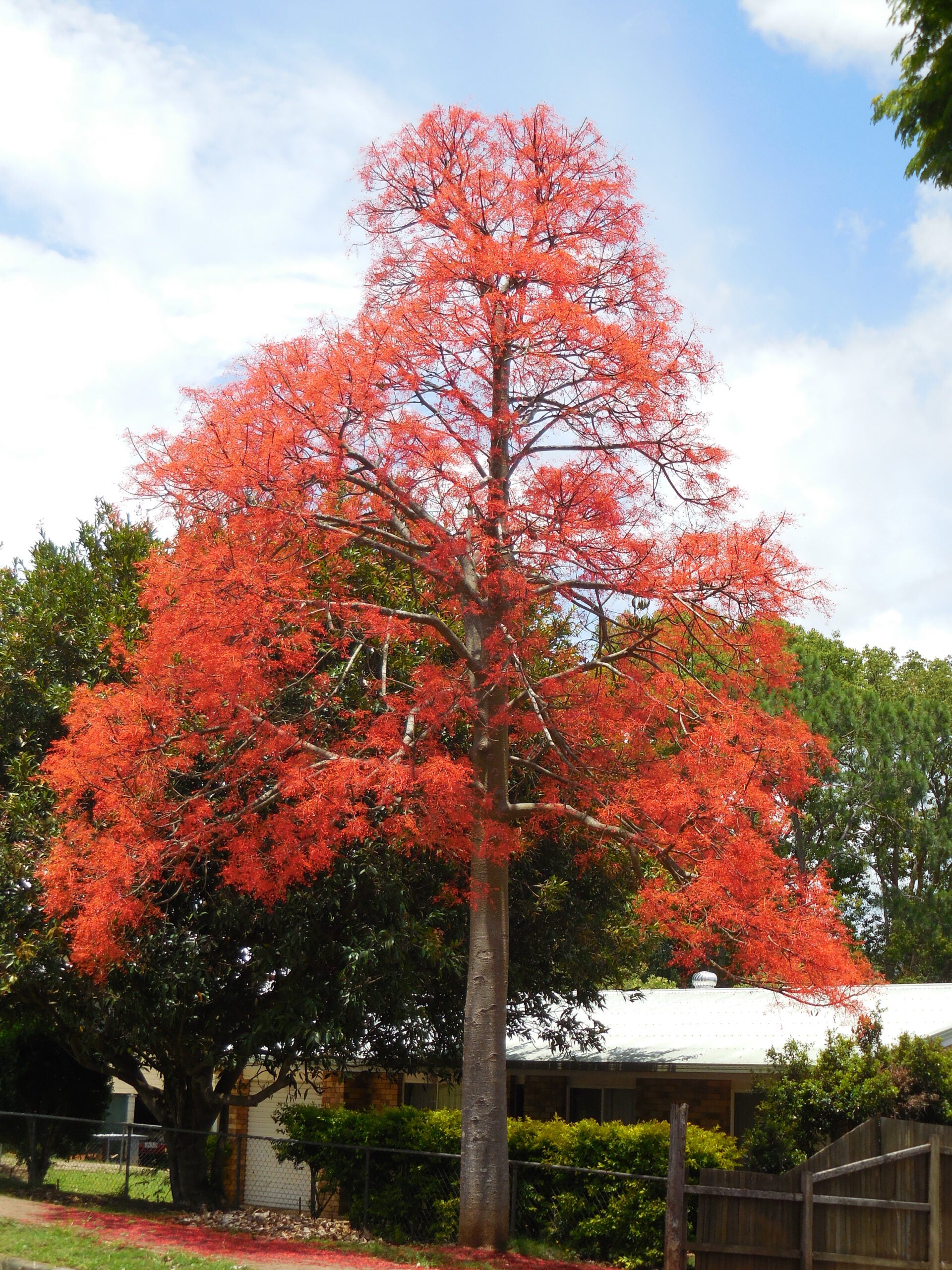 Brachychiton Acerifolius Tree Planting Seeds