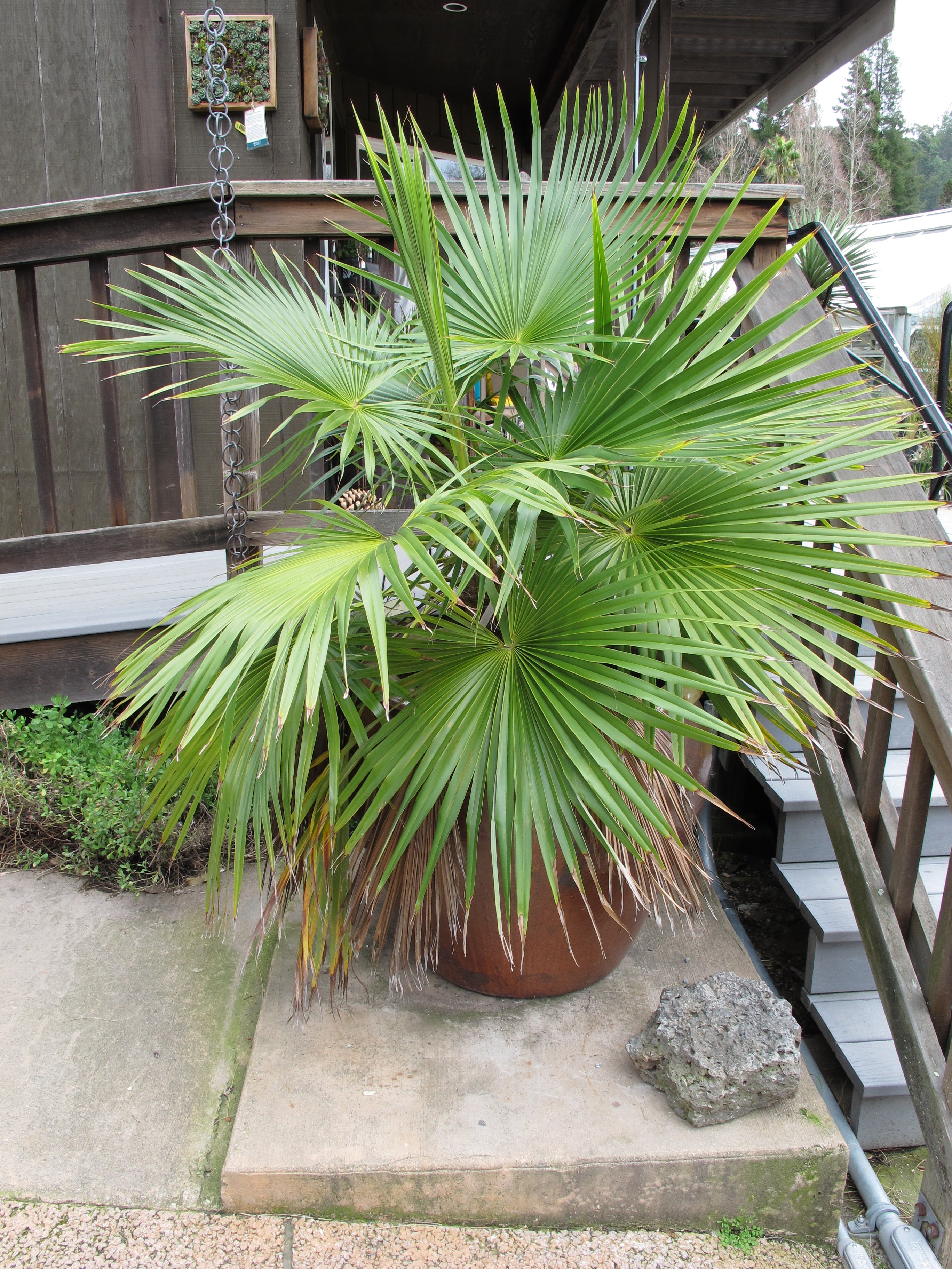 Brahea Plant Seeds for Easy Planting