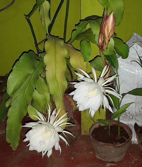 Epiphyllum Oxypetalum Flower seeds for Planting - Pollinator Friendly, Heirloom & GMO Free Seeds for Home Garden