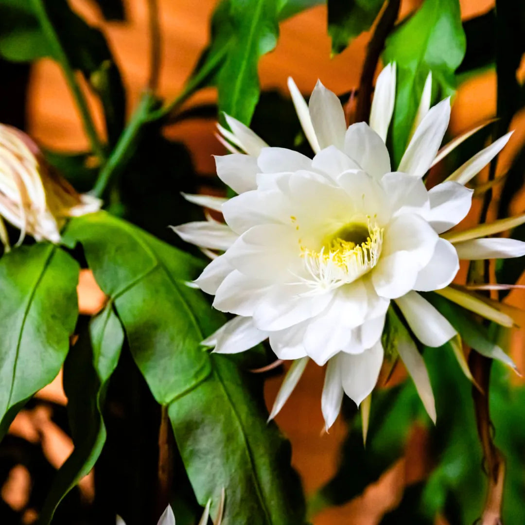 Epiphyllum Flower seeds for Planting Bright Blooms Heirloom & GMO Free Seeds for Home Garden