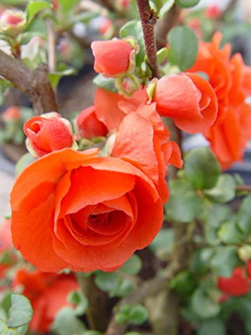 Orange Quince Flower seeds for Planting - Premium Quality, Heirloom & GMO Free Seeds for Home Garden
