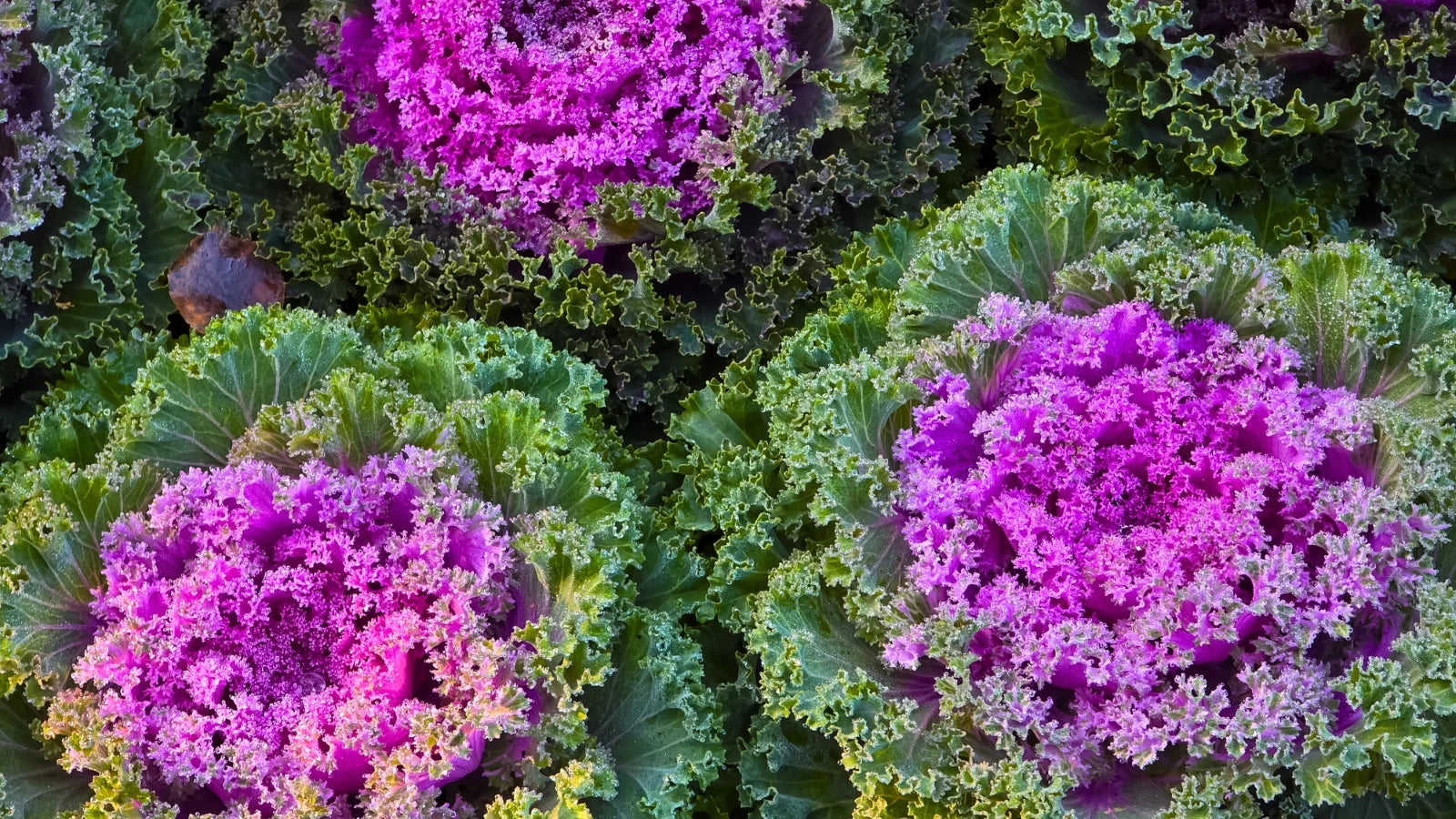 Violet Sky Blue Brassica Oleracea Flower Seeds for Planting Colorful Display Heirloom & GMO Free Seeds for Home Garden
 
 Sale - Evergrowseeds