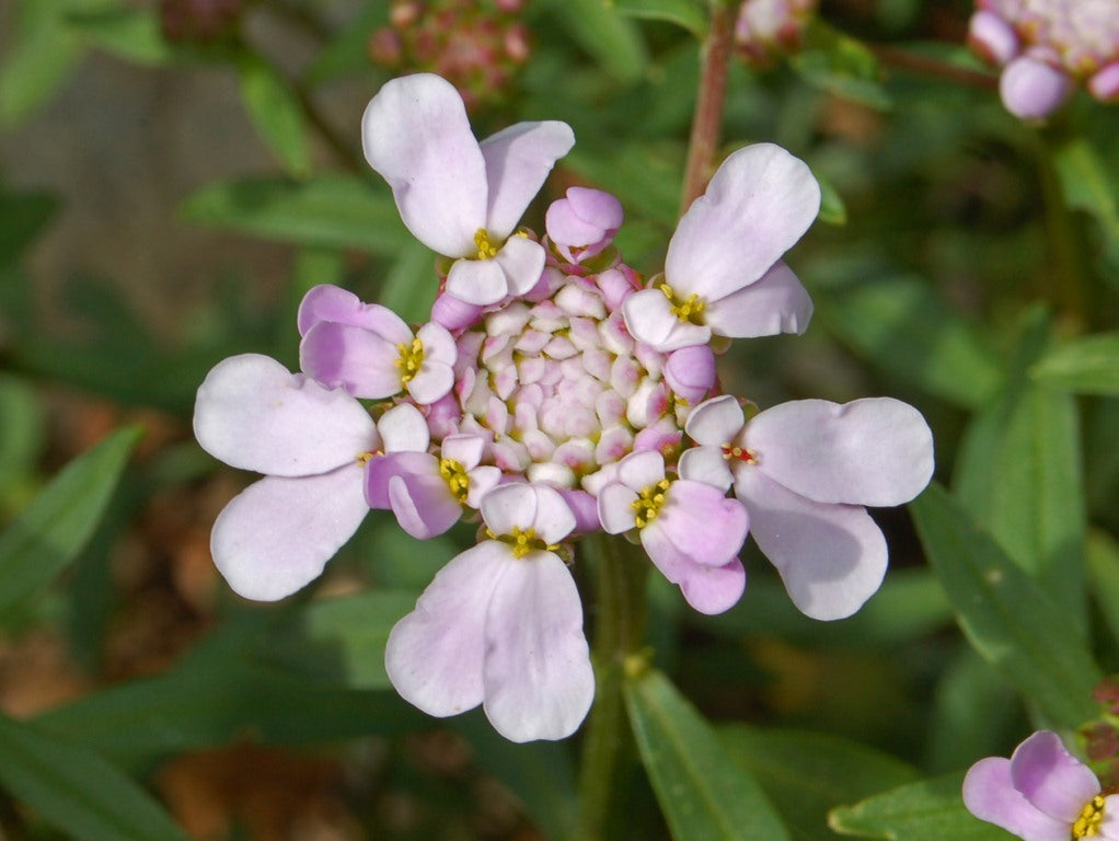Violet Iberis Flower seeds for Planting - Hardy Variety, Heirloom & GMO Free Seeds for Home Garden