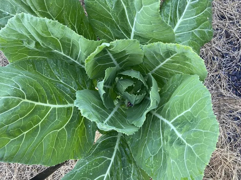 Green Collard Flower seeds for Planting - Bright Blooms, Heirloom & GMO Free Seeds for Home Garden