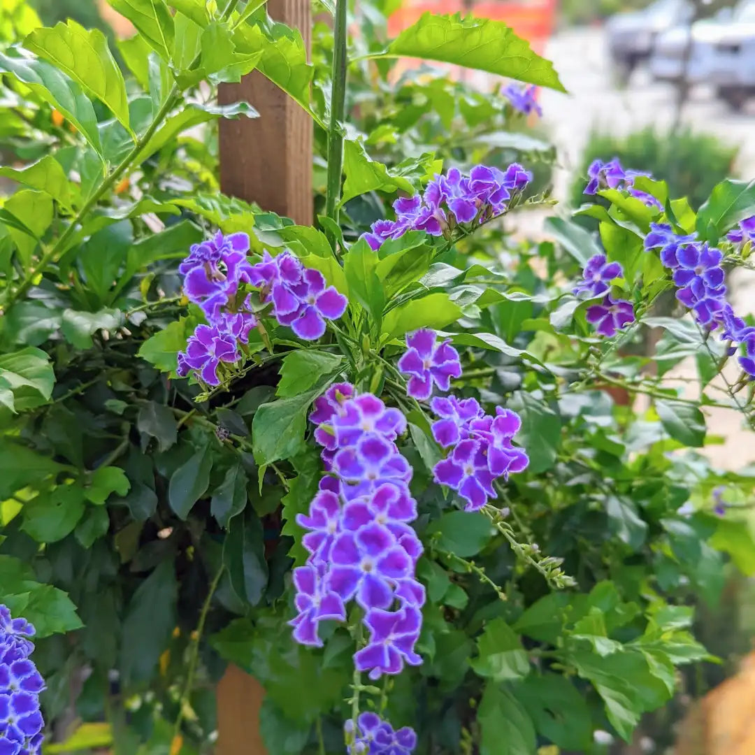 Blue Abutilon Striatum Flower seeds for Planting - Cut Flower Favorite, Heirloom & GMO Free Seeds for Home Garden