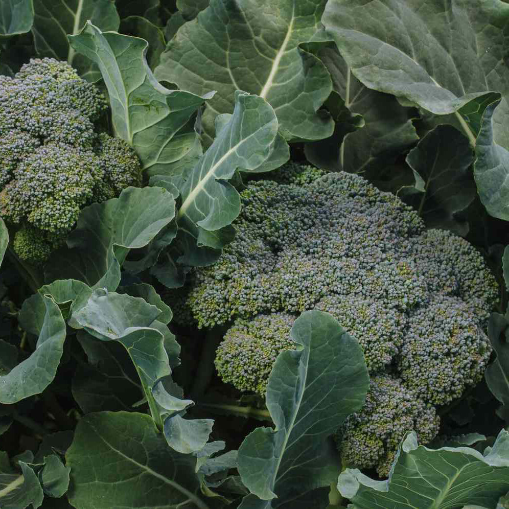 Organic Broccoli Seeds – Nutritious Green Vegetable for Home Gardens