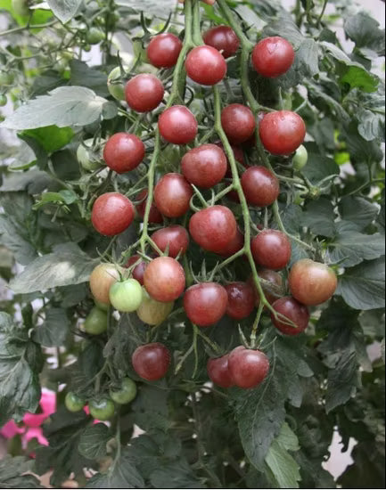 Brown Tomato Vegetable Seeds for Growing