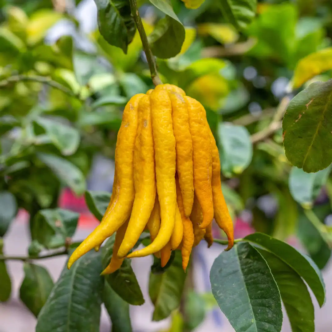 Buddha's Hand Seeds Collection for Planting
