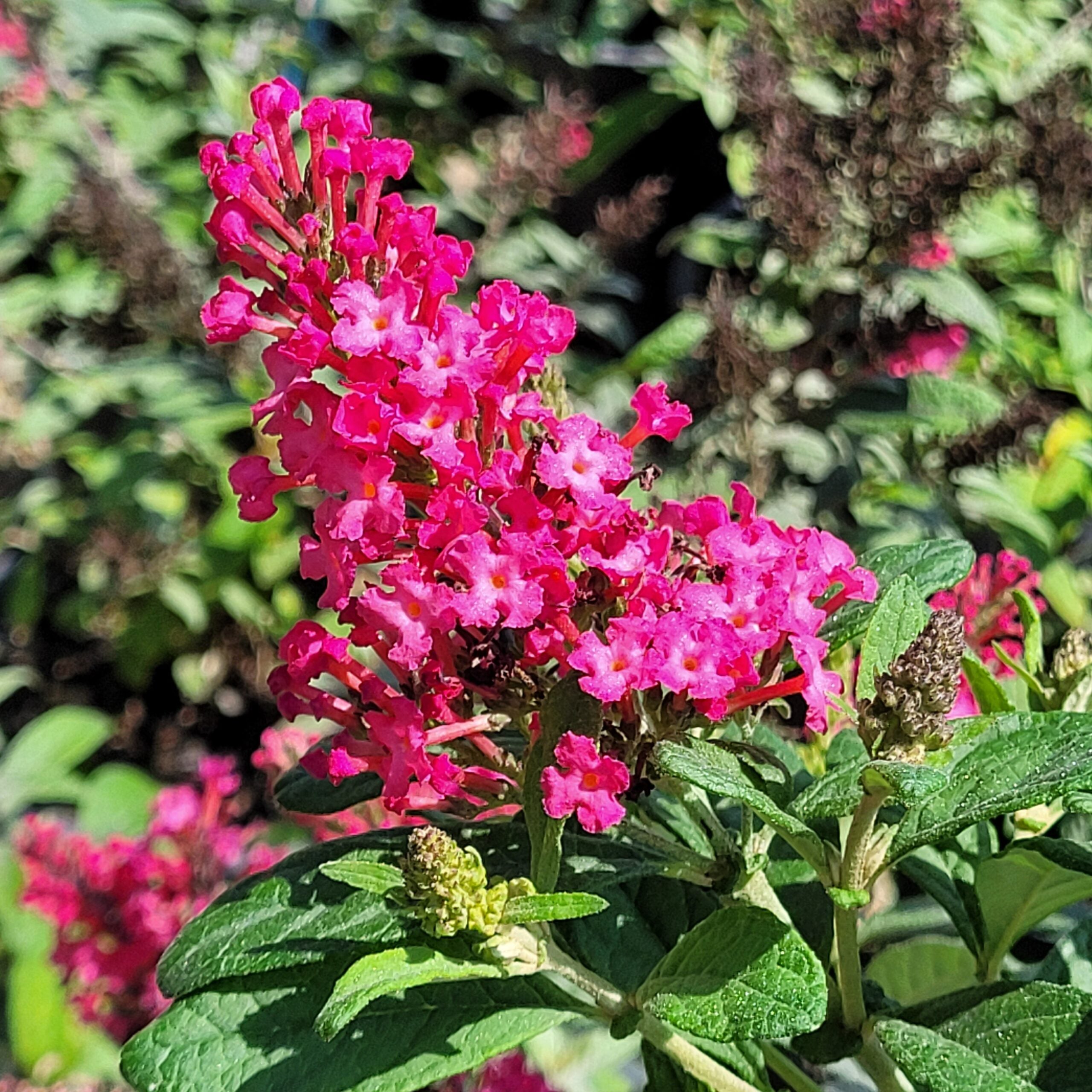 Pink Clarkia Flower seeds for Planting - Compact Growth, Heirloom & GMO Free Seeds for Home Garden