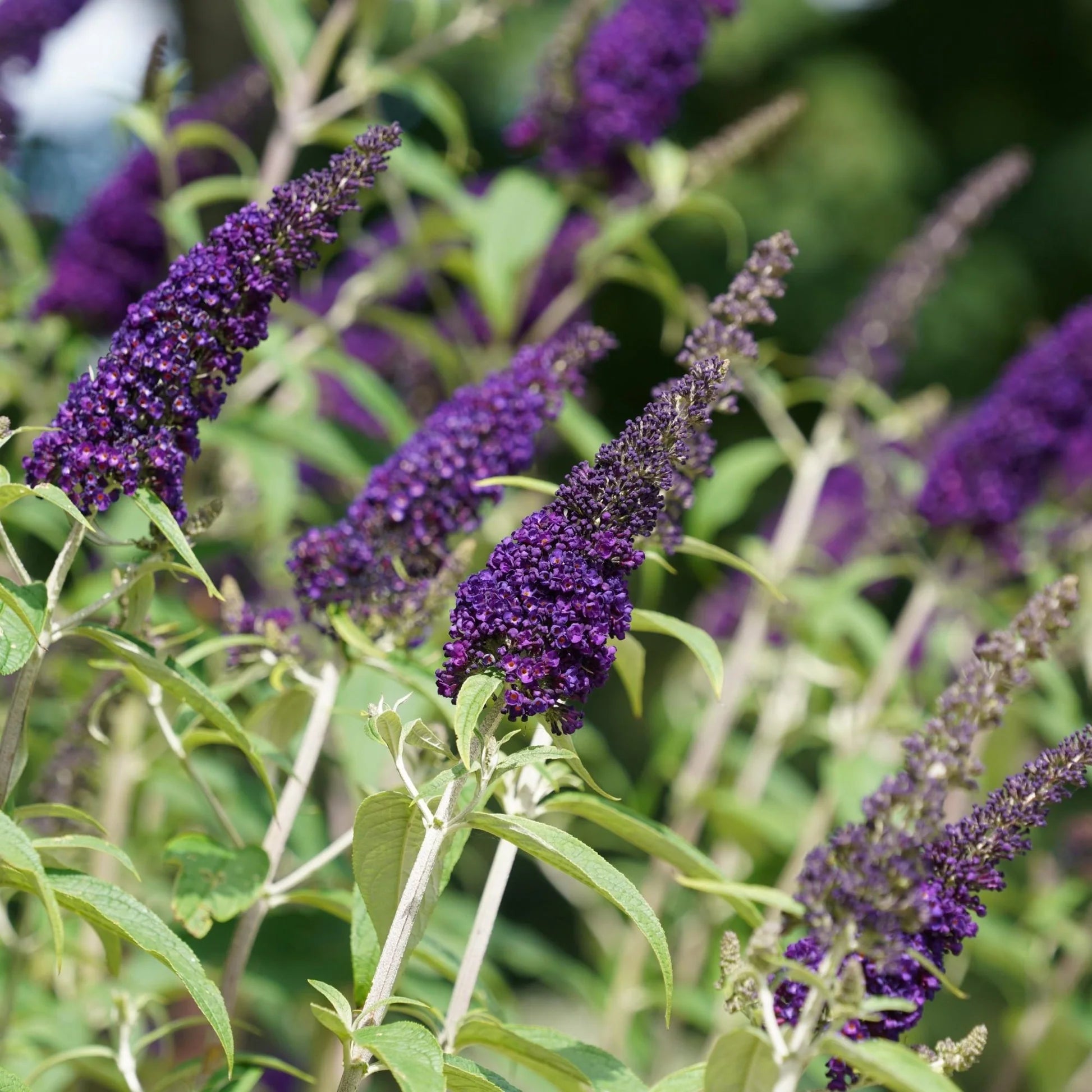 Dark Blue Buddleia Flower Seeds for Planting