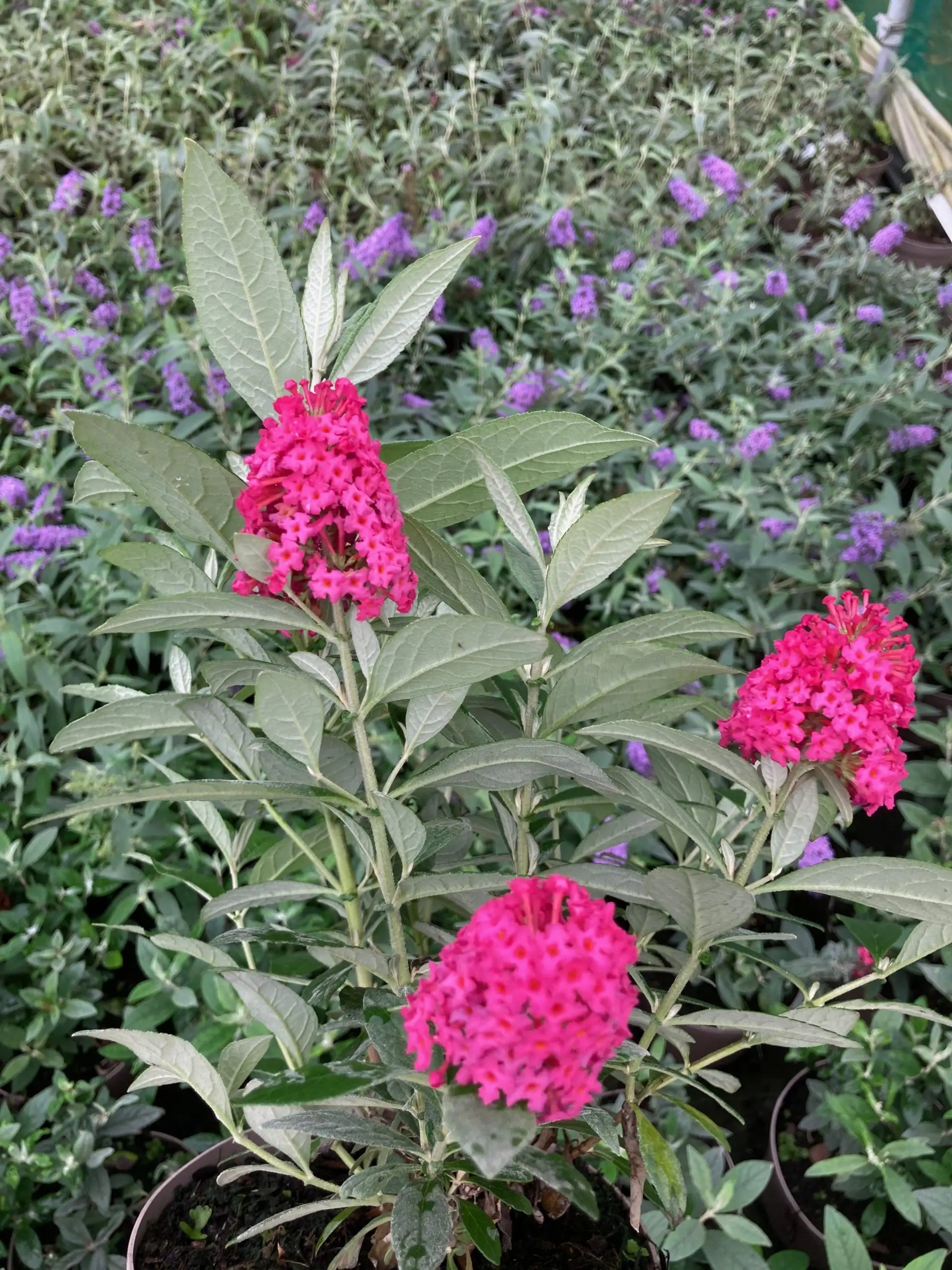 Pink Clarkia Flower seeds for Planting - Compact Growth, Heirloom & GMO Free Seeds for Home Garden